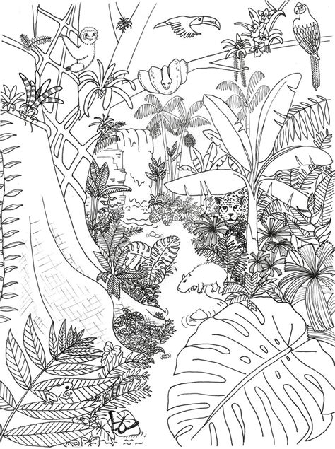 jungle coloring pages|rainforest coloring pages free printable.